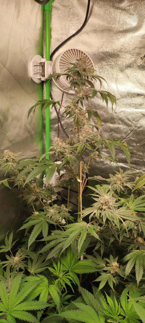 Grape Pie #1. Week 9