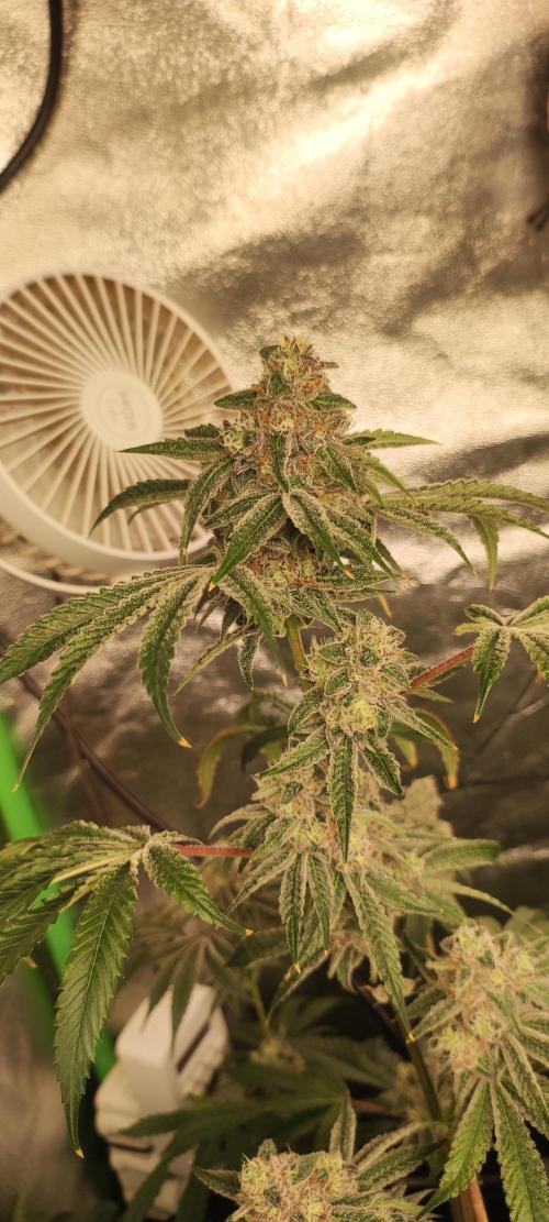 Grape Pie #1. Week 9
