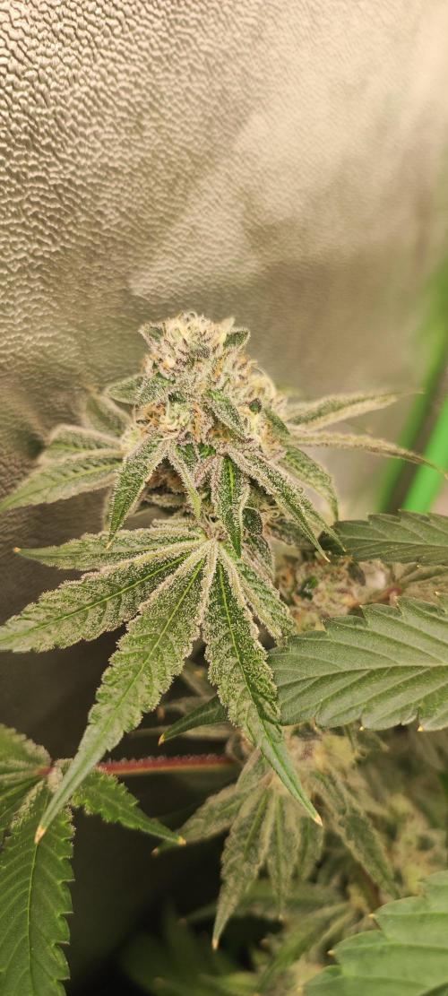 Grape Pie #1. Week 9