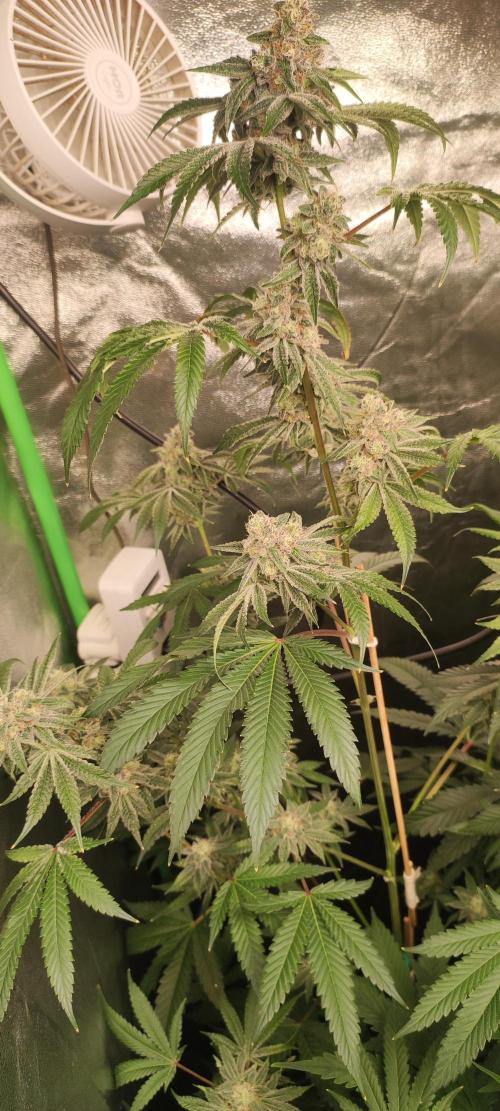 Grape Pie #1. Week 9