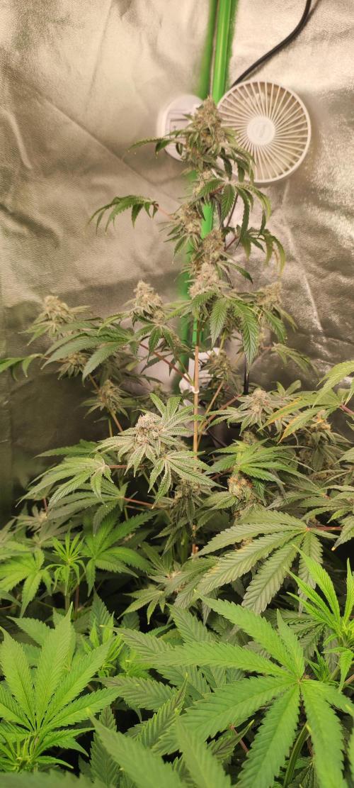 Grape Pie #1. Week 9