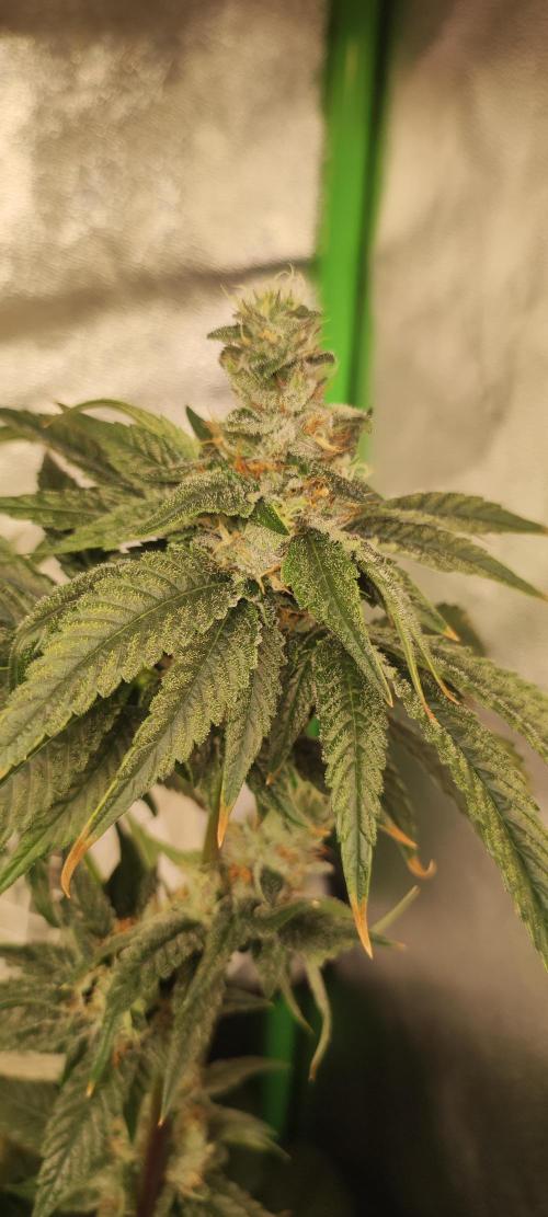Pistachio #1. Week 9