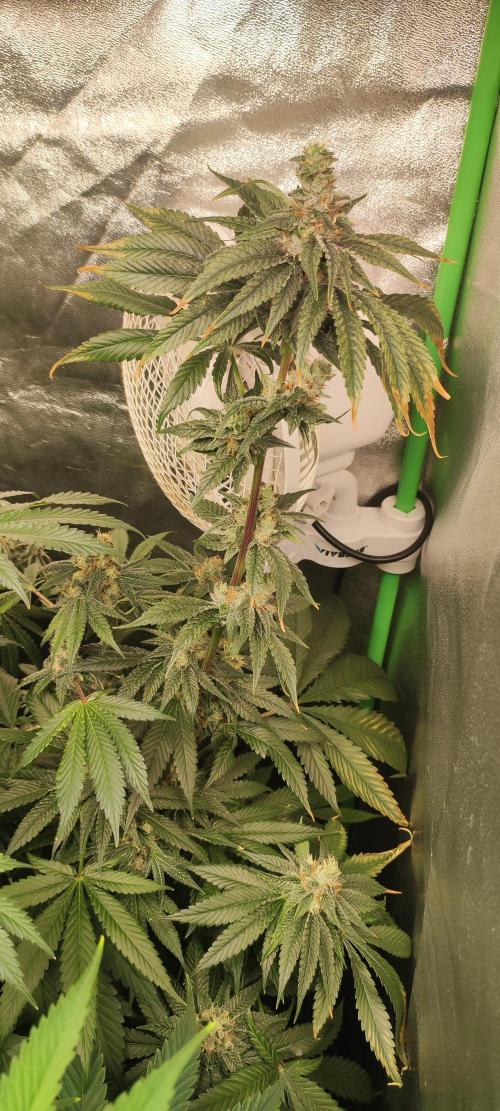 Pistachio #1. Week 9