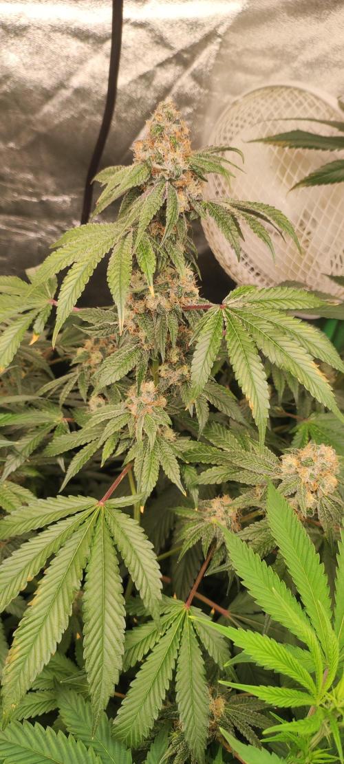 Banana Kush #1. Week 9