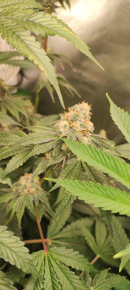 Banana Kush #1. Week 9