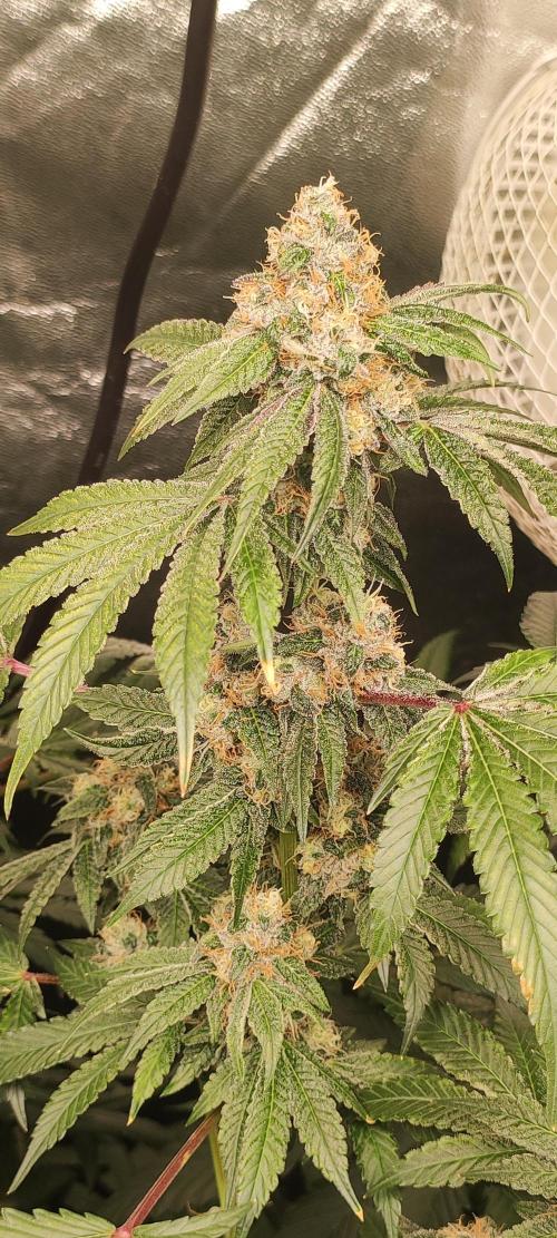 Banana Kush #1. Week 9