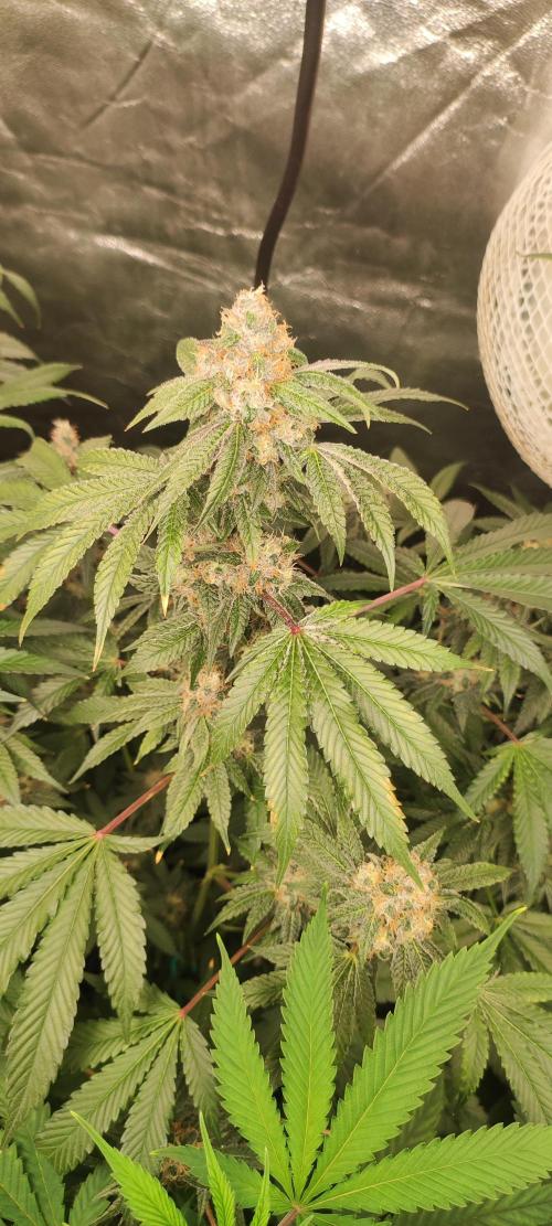 Banana Kush #1. Week 9