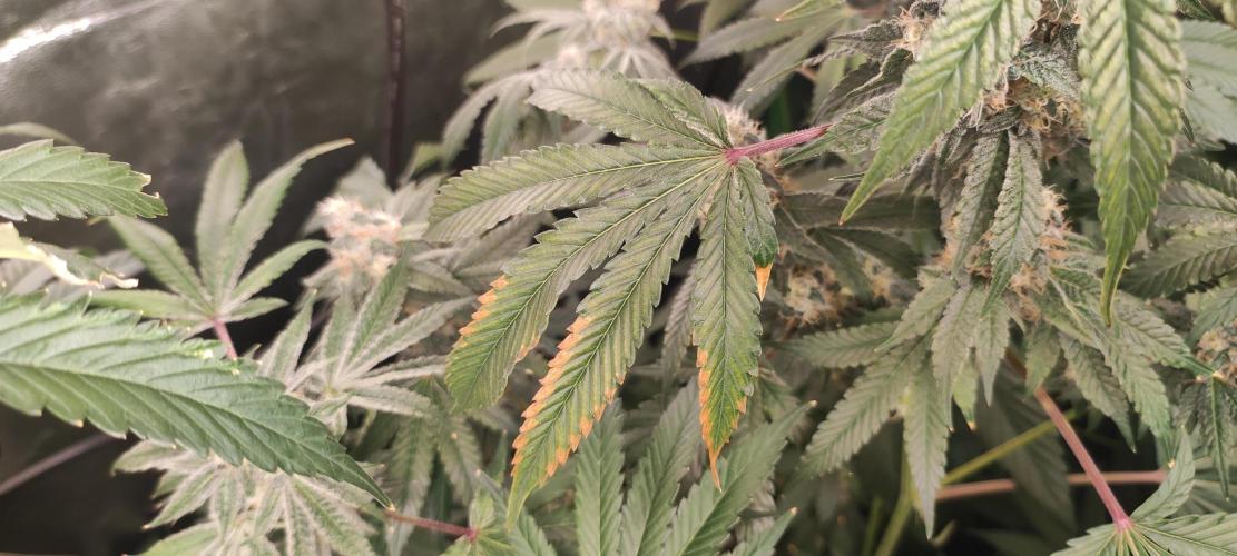 Banana Kush #1. Week 9