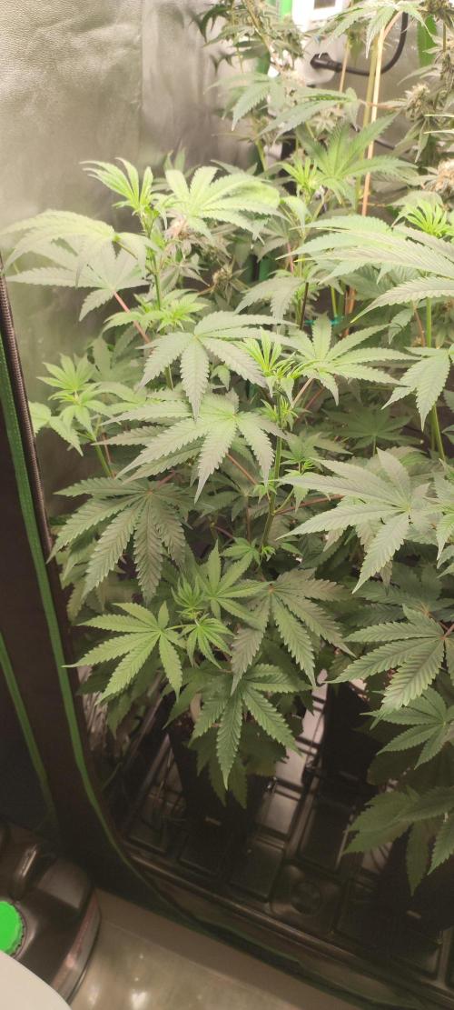 Garlotti. Week 7