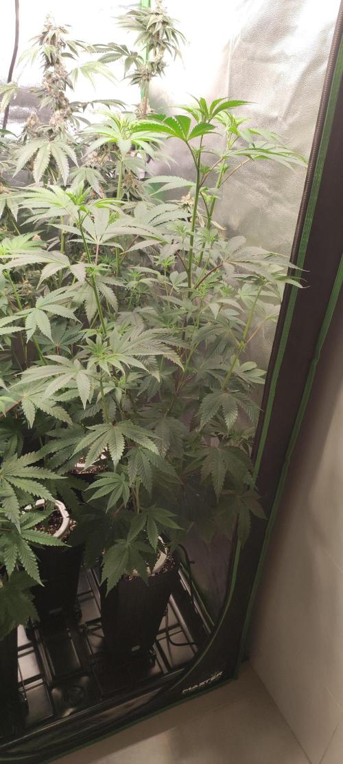 Mimosa. Week 7