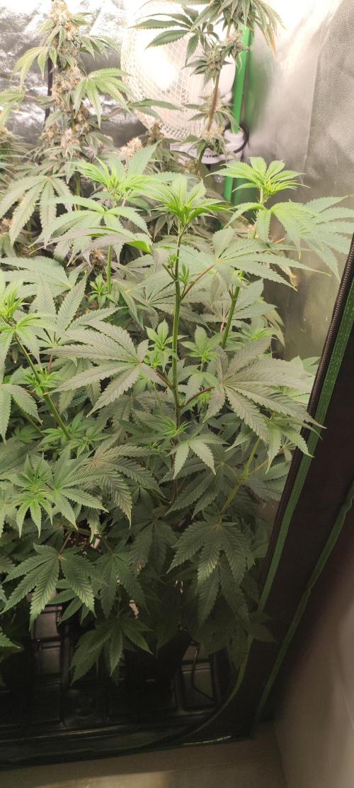 Mimosa. Week 7