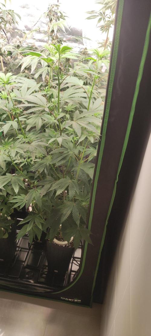 Mimosa. Week 7