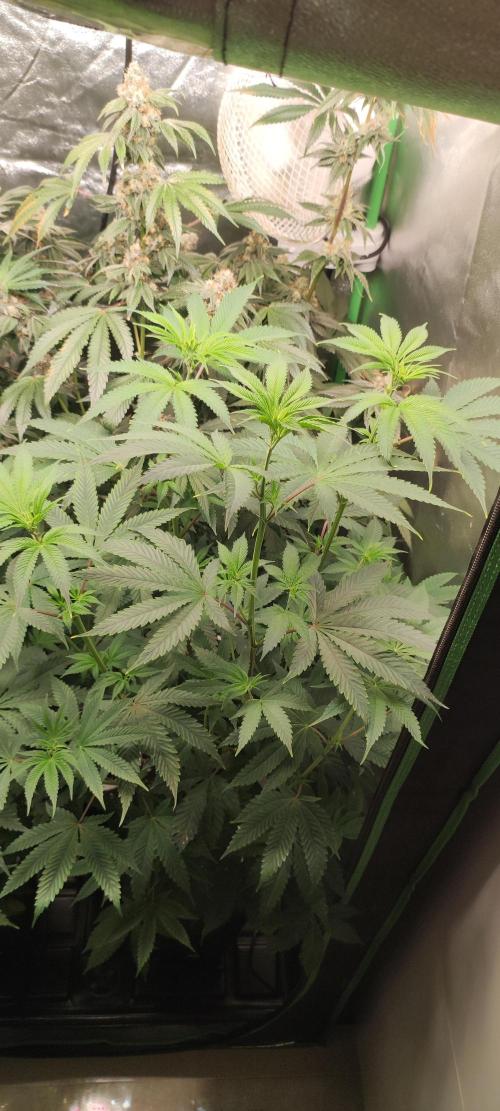 Mimosa. Week 7