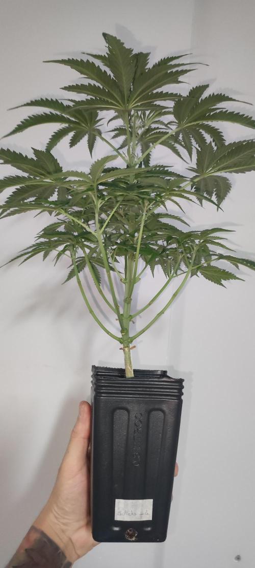 Julieta. Week 6