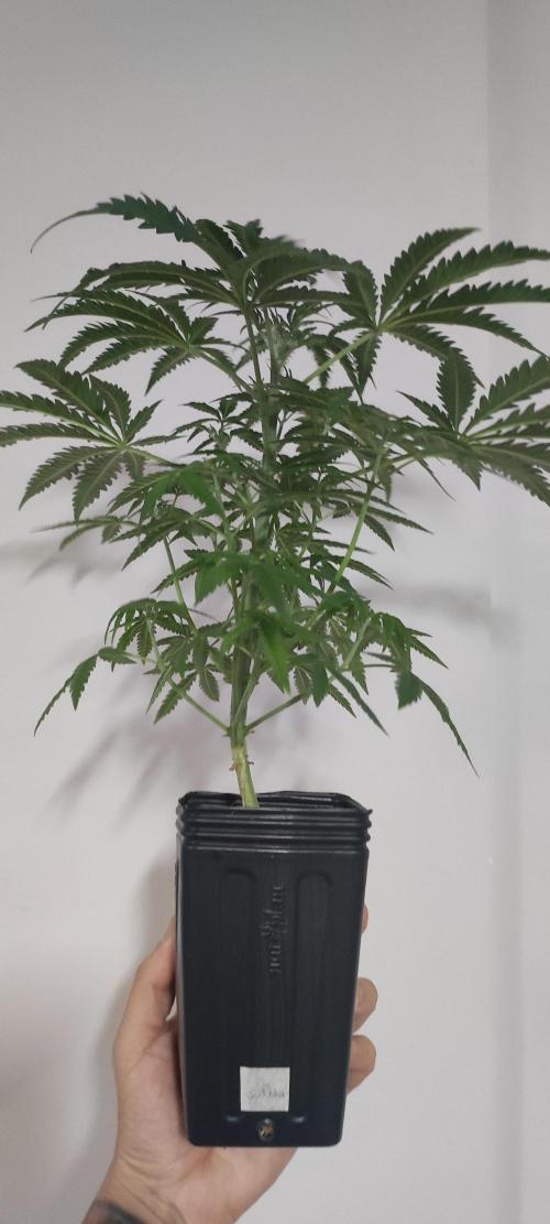 Julieta. Week 6