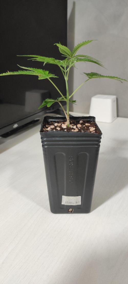 Mimosa #1. Week 2
