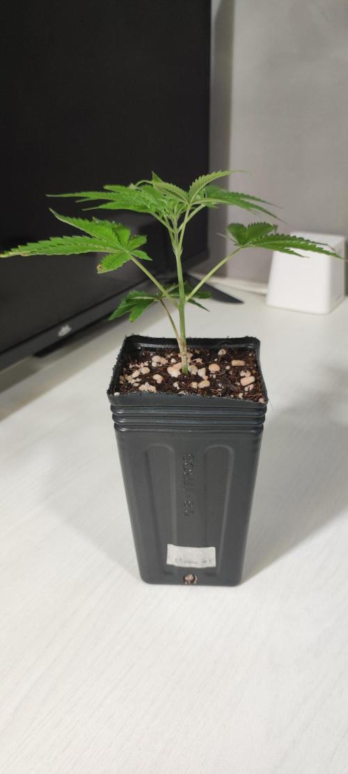 Mimosa #1. Week 2