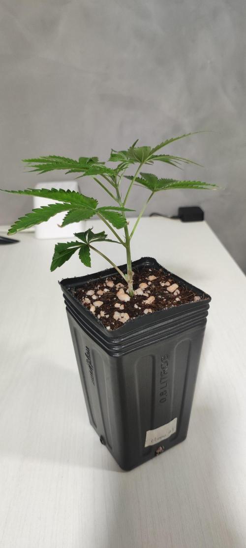 Mimosa #1. Week 2
