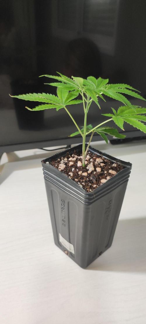 Mimosa #1. Week 2