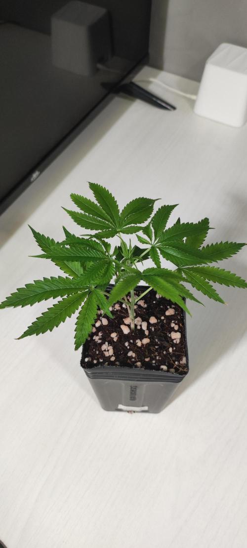 Mimosa #1. Week 2