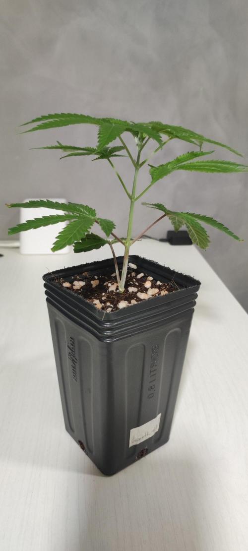 Garlotti #1. Week 2