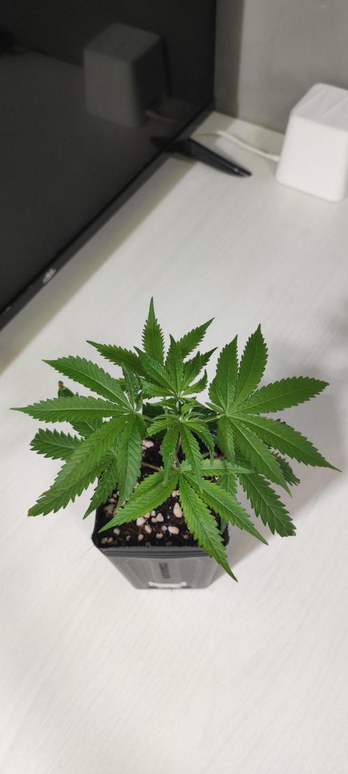 Garlotti #1. Week 2