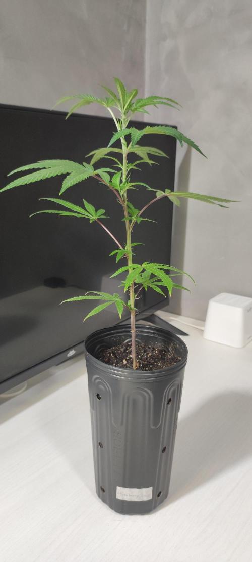Strawberry Cough. Week 3