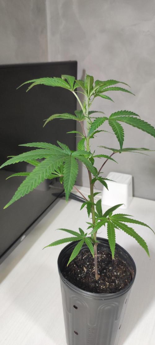 Strawberry Cough. Week 3