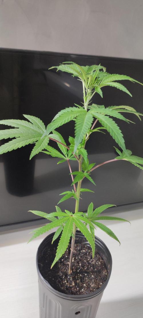 Strawberry Cough. Week 3