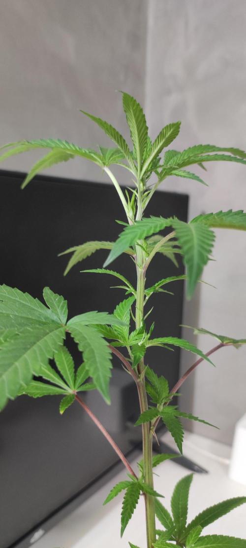 Strawberry Cough. Week 3