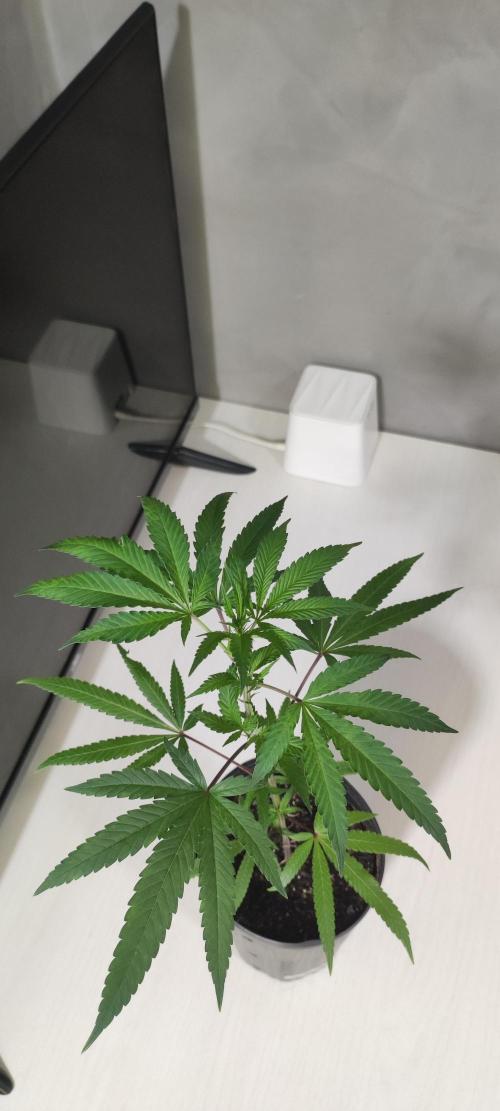 Strawberry Cough. Week 3