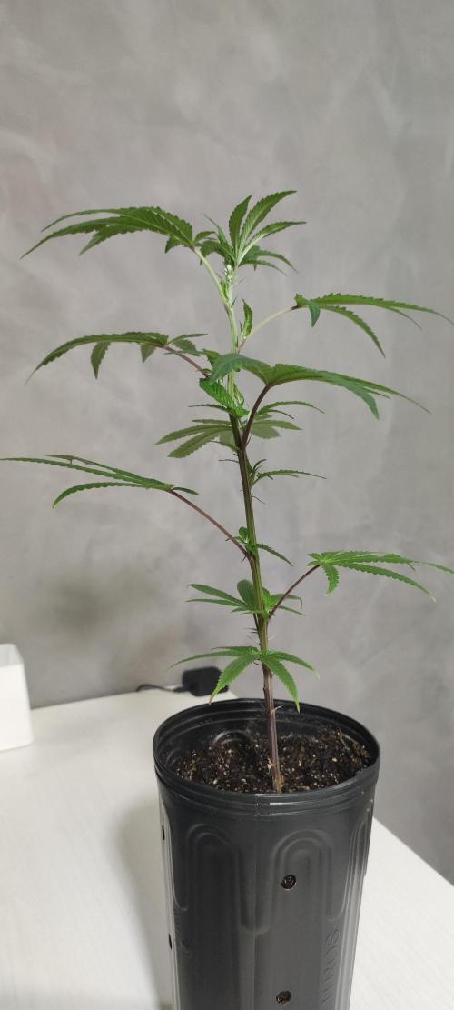 Strawberry Cough. Week 3