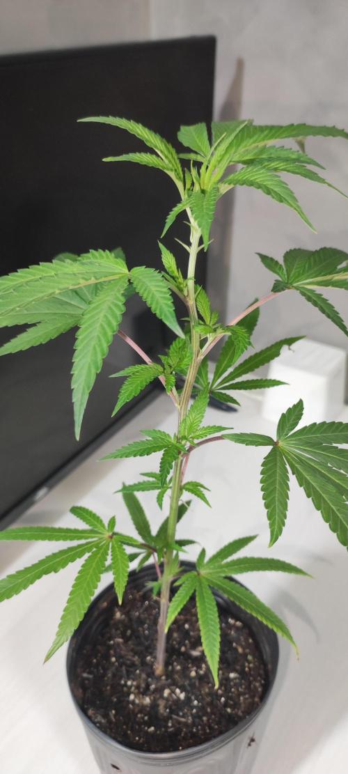 Strawberry Cough. Week 3