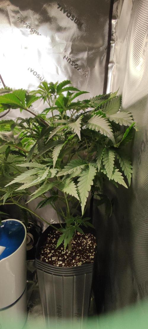 Macshow. Week 6