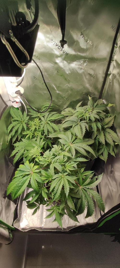 Macshow. Week 6