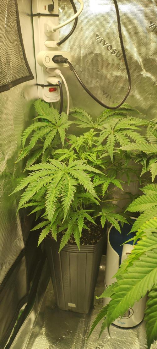 Cheese. Week 6