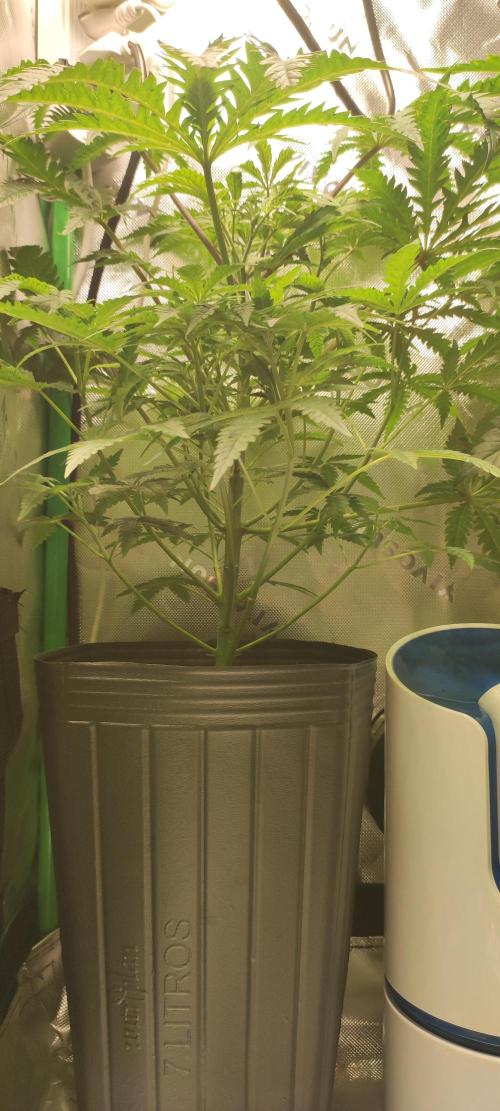 Cheese. Week 6