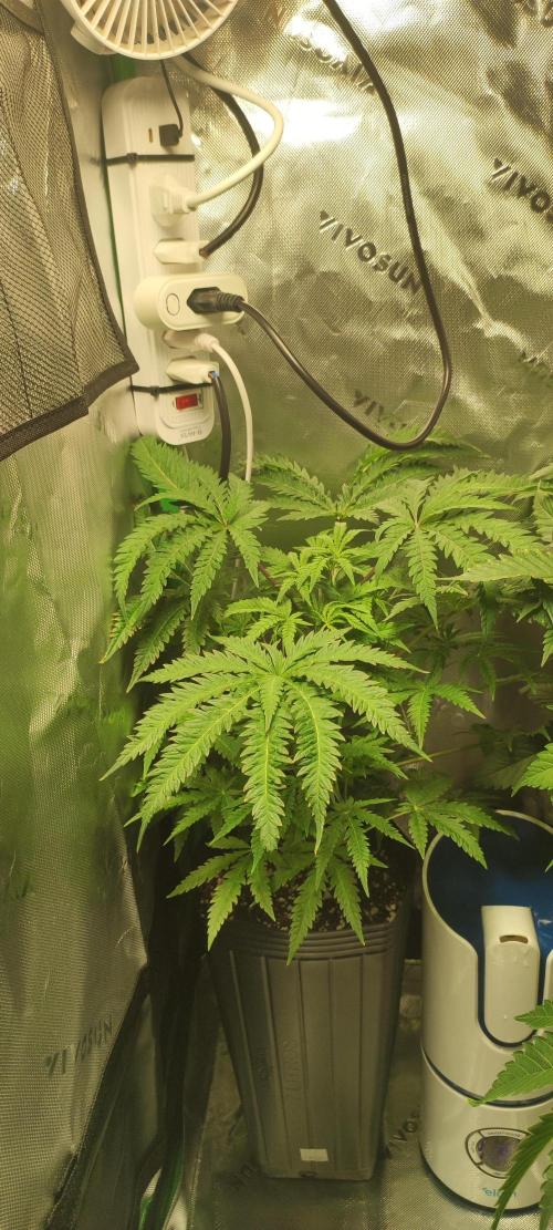 Cheese. Week 6
