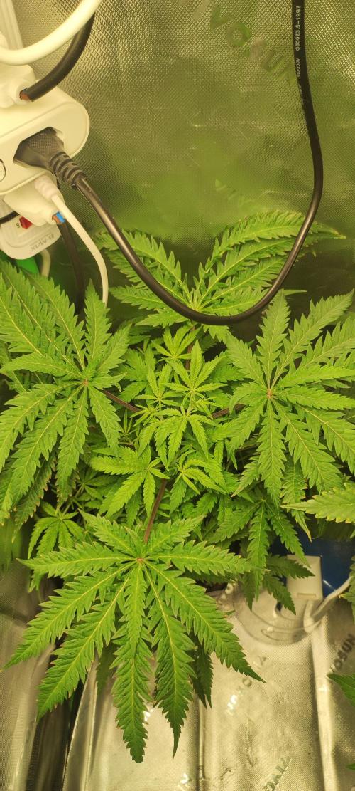 Cheese. Week 6