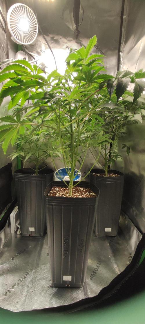 Lambeijax #3. Week 6