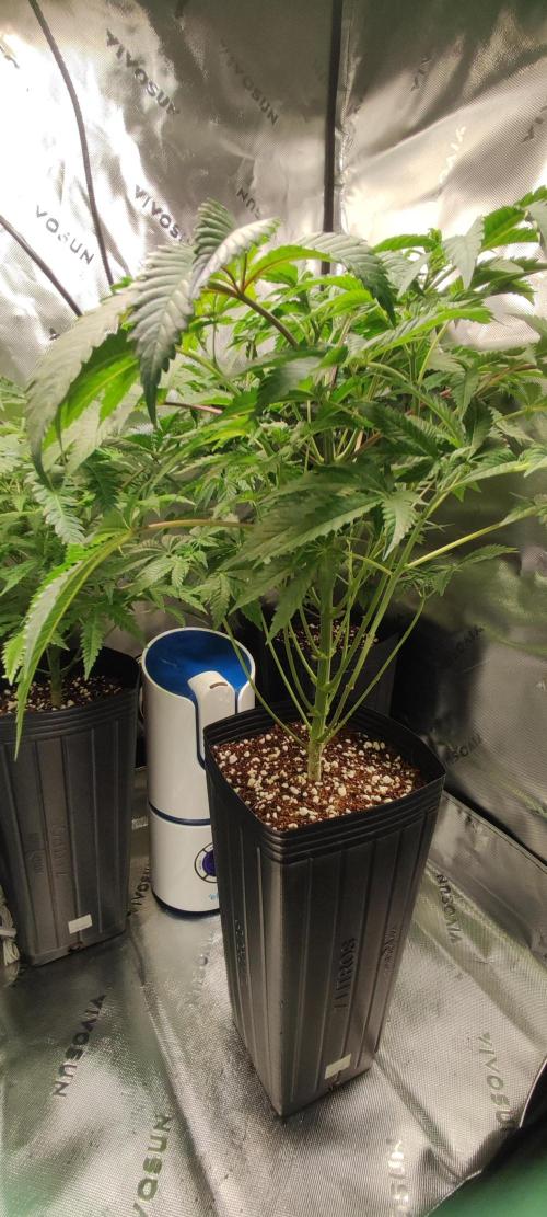 Lambeijax #3. Week 6