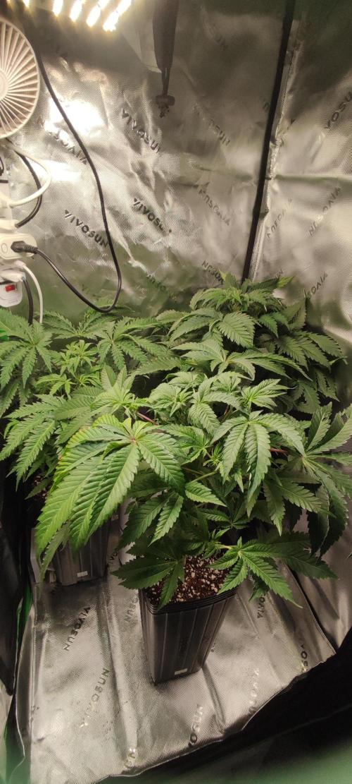 Lambeijax #3. Week 6