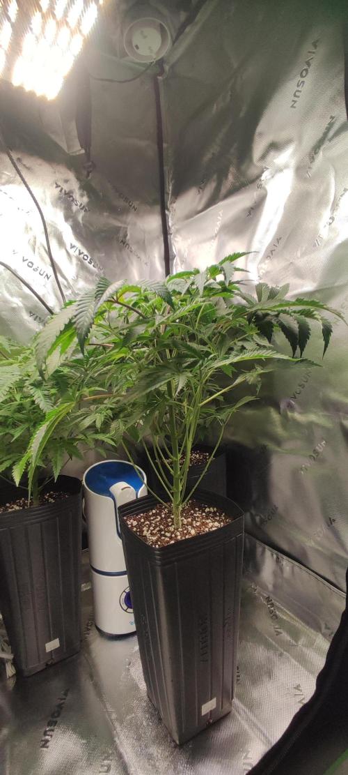 Lambeijax #3. Week 6