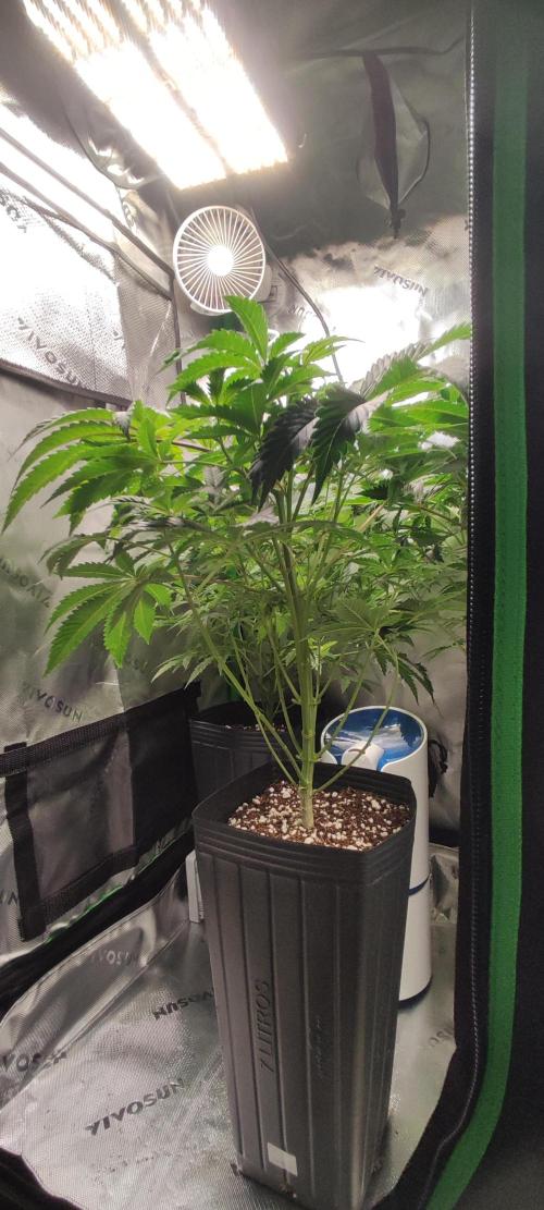 Lambeijax #3. Week 6