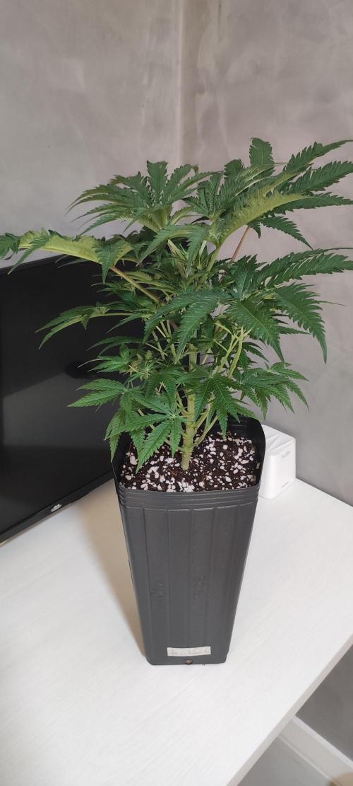 White Widow x Freakshow. Week 6