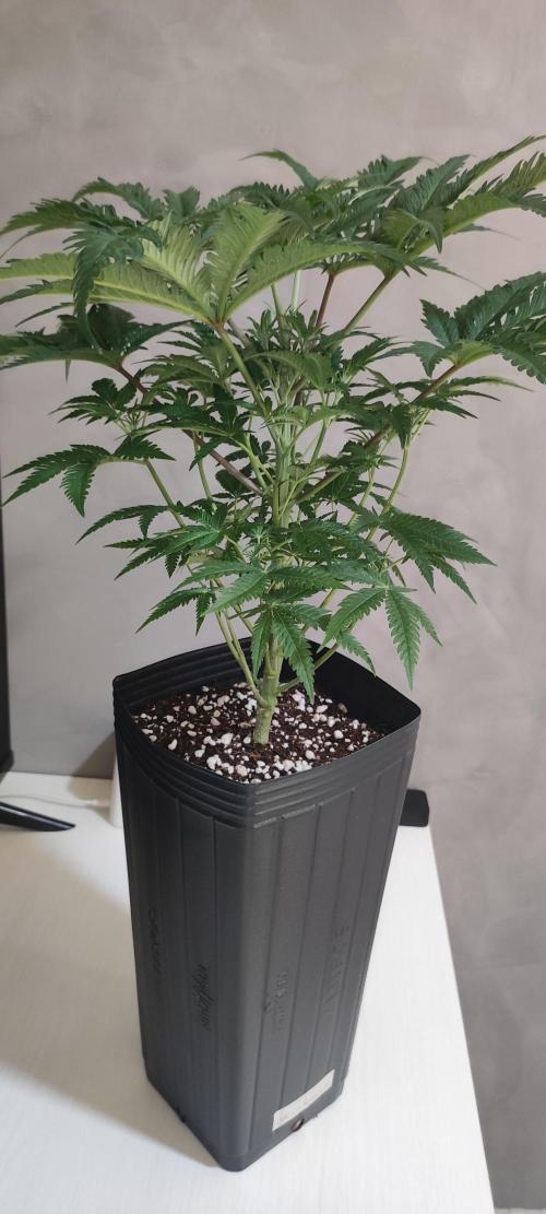 White Widow x Freakshow. Week 6