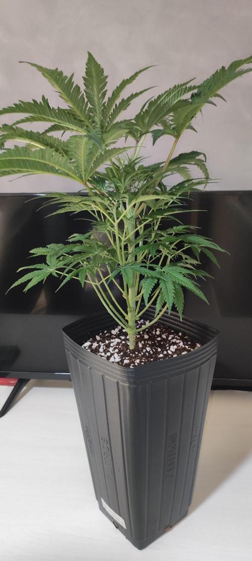 White Widow x Freakshow. Week 6