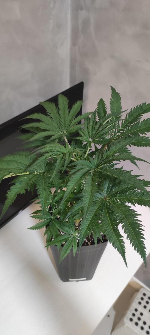 White Widow x Freakshow. Week 6