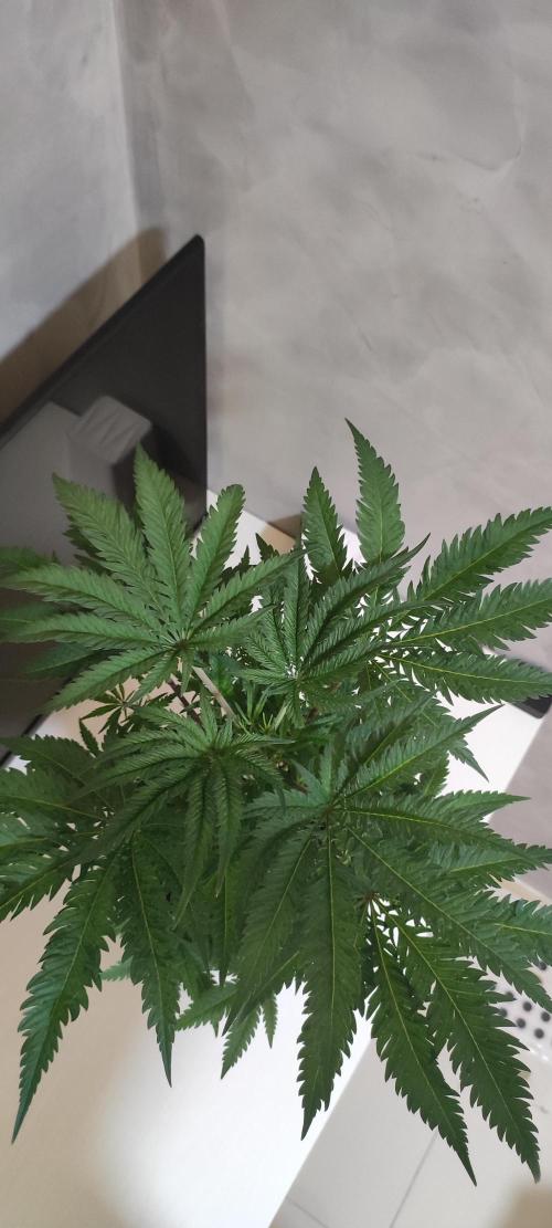 White Widow x Freakshow. Week 6