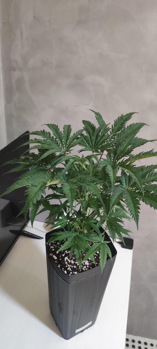 White Widow x Freakshow. Week 6
